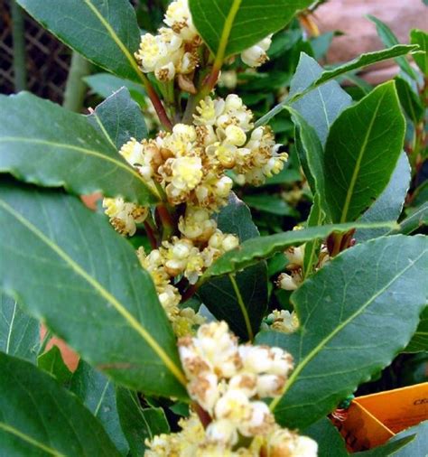 月桂樹種植|月桂樹（Laurus nobilis）